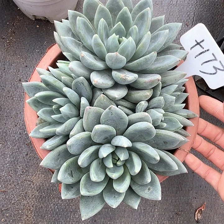 晨宇多肉，一物一拍红蛋173