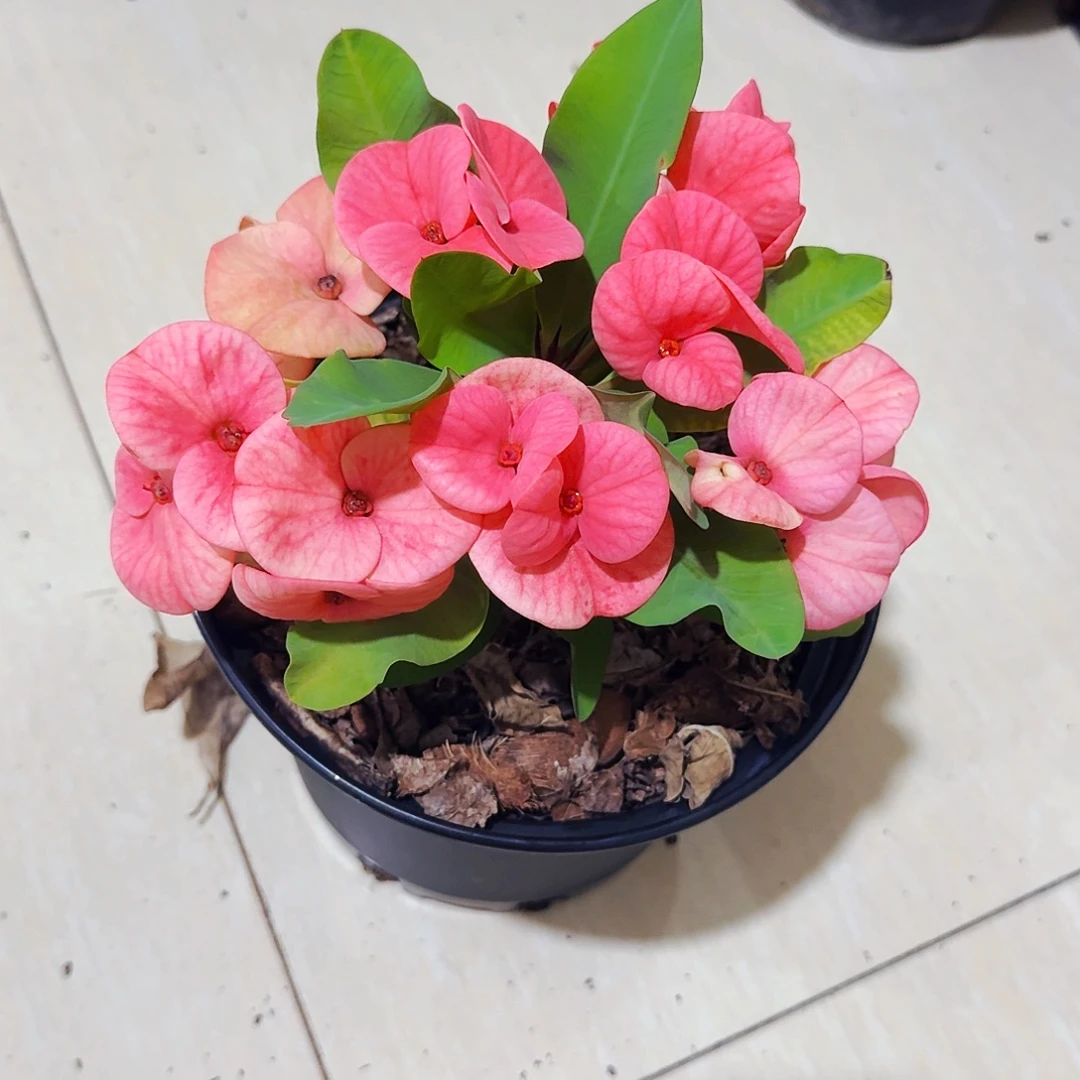 一***金完全开放甜蜜女孩直播间一物一拍