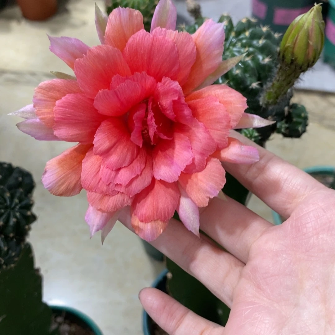 新品丽花奶酪母本带花苞带侧芽