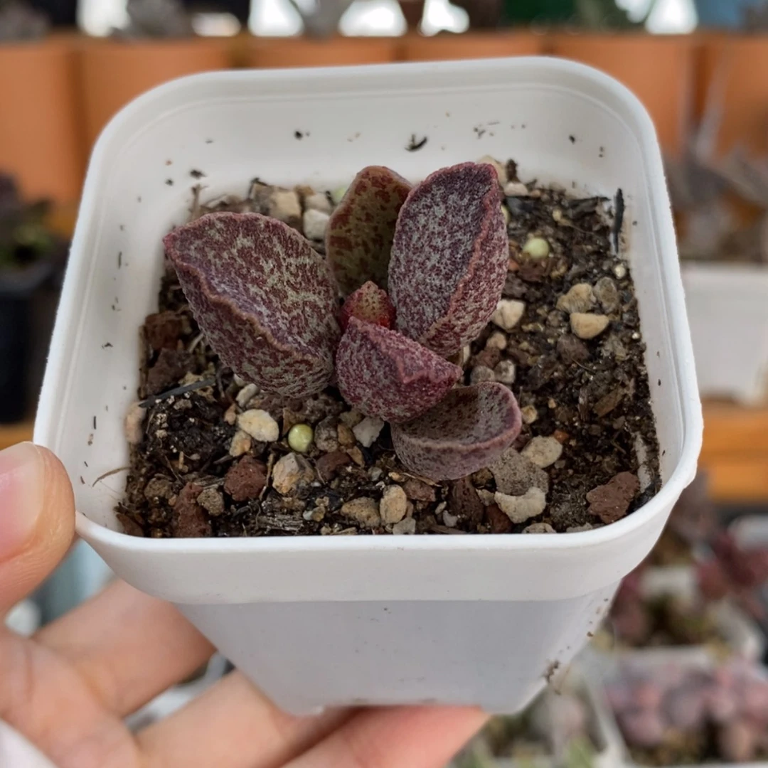 【闪购商品】无花朵1***6紫龙