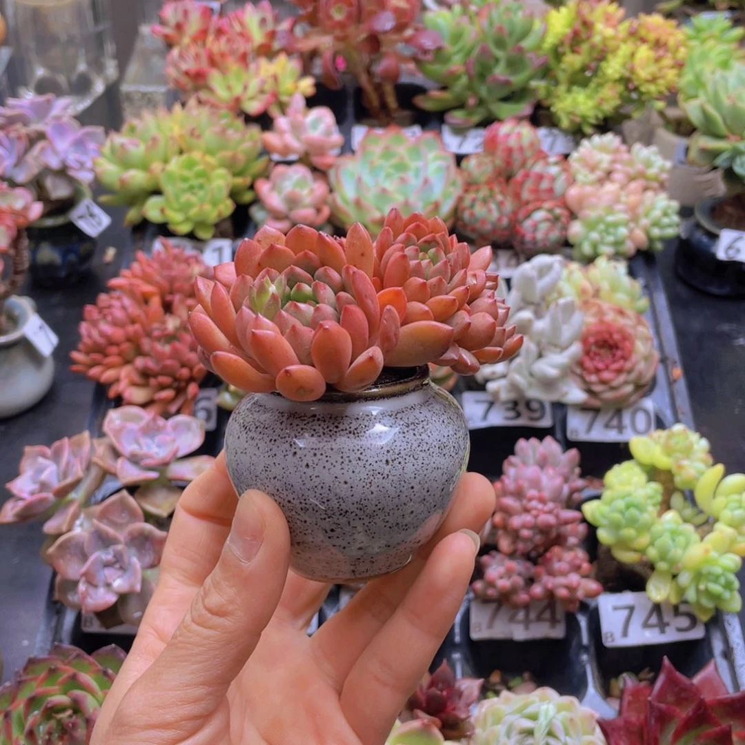 ?****）花器花器花器花器