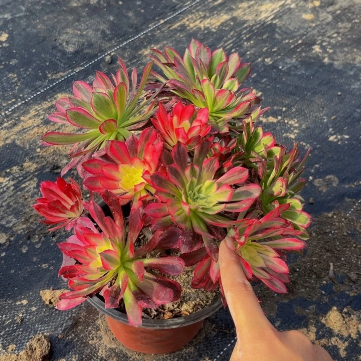 506多肉植物一物一拍