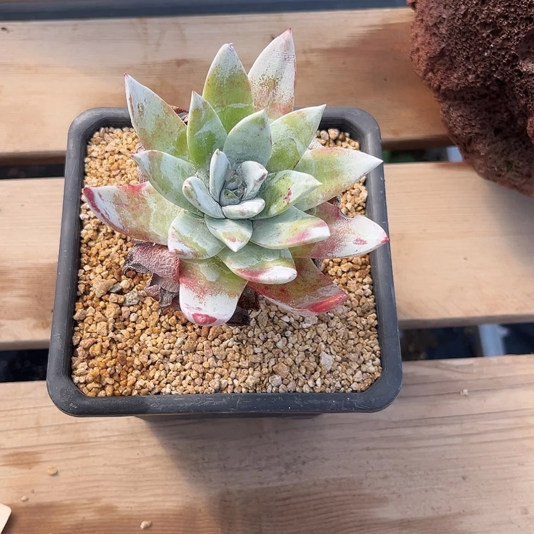 小鹿多肉一物一拍