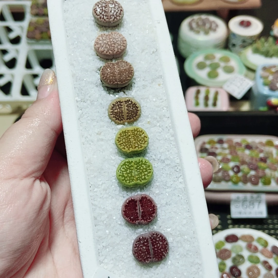 一物一拍 所见即所得666