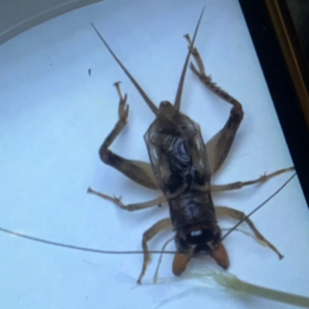 高级仿秋蟋蟀蛐蛐