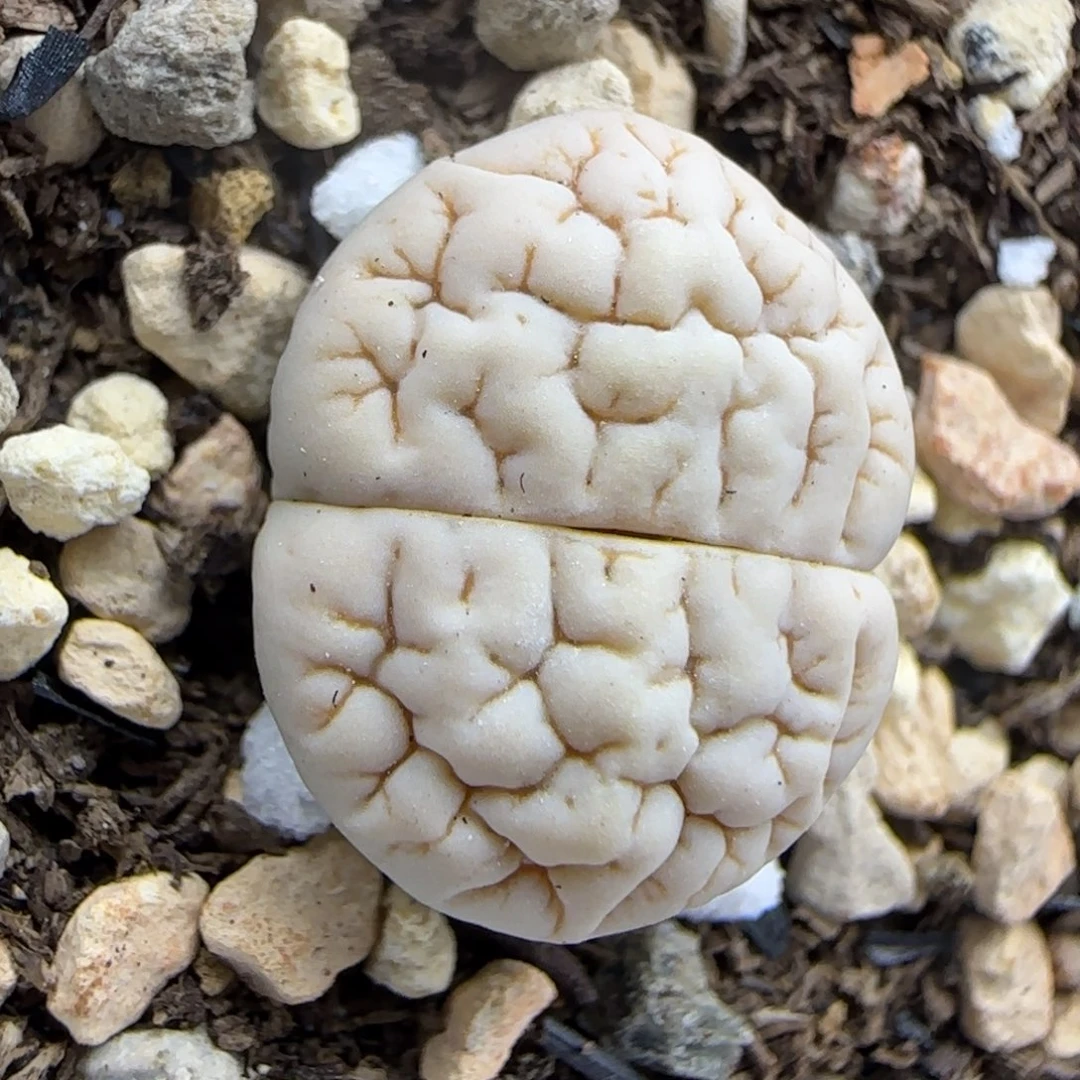 二蜕白肌脑纹189大棚直播