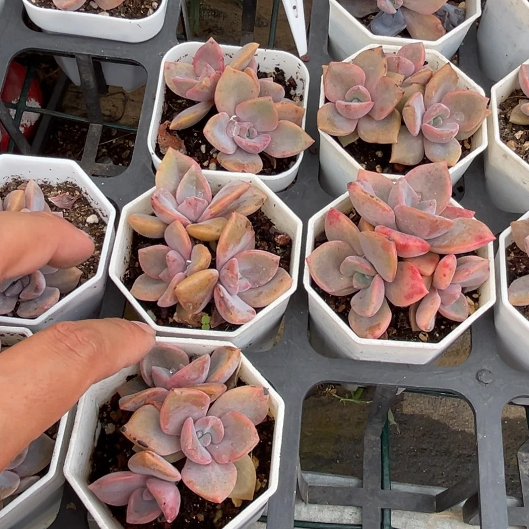 彩虹糖三头一颗量拍多肉满18元包邮下午发