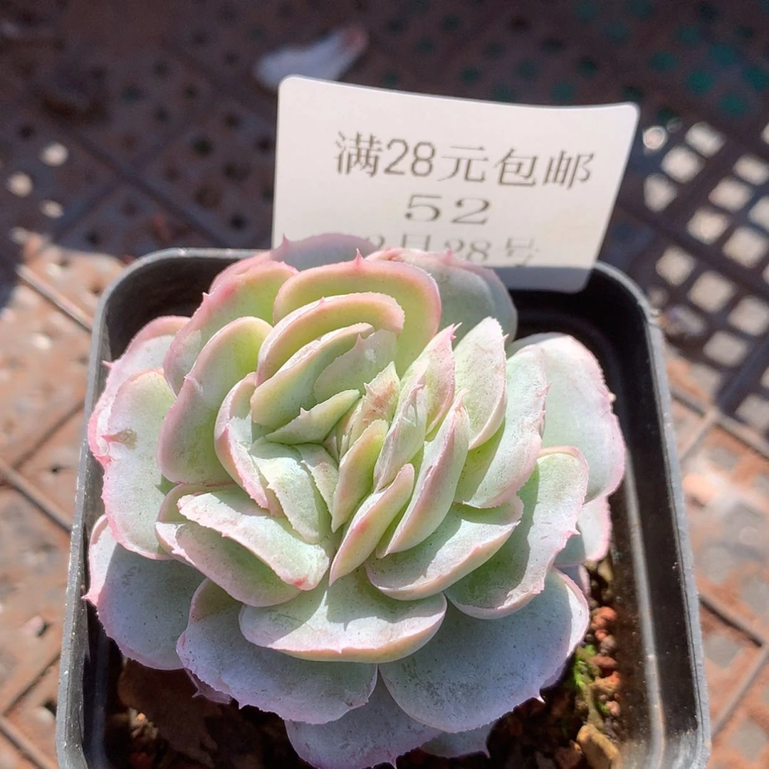 【闪购商品】云52号水晶扇贝