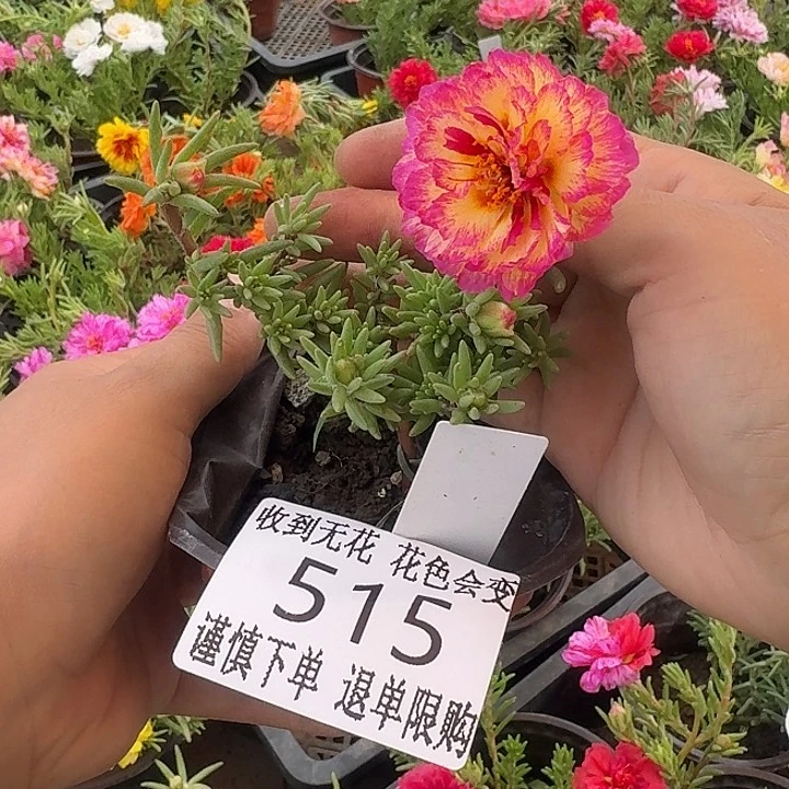 无花朵515超小苗盆口10cm