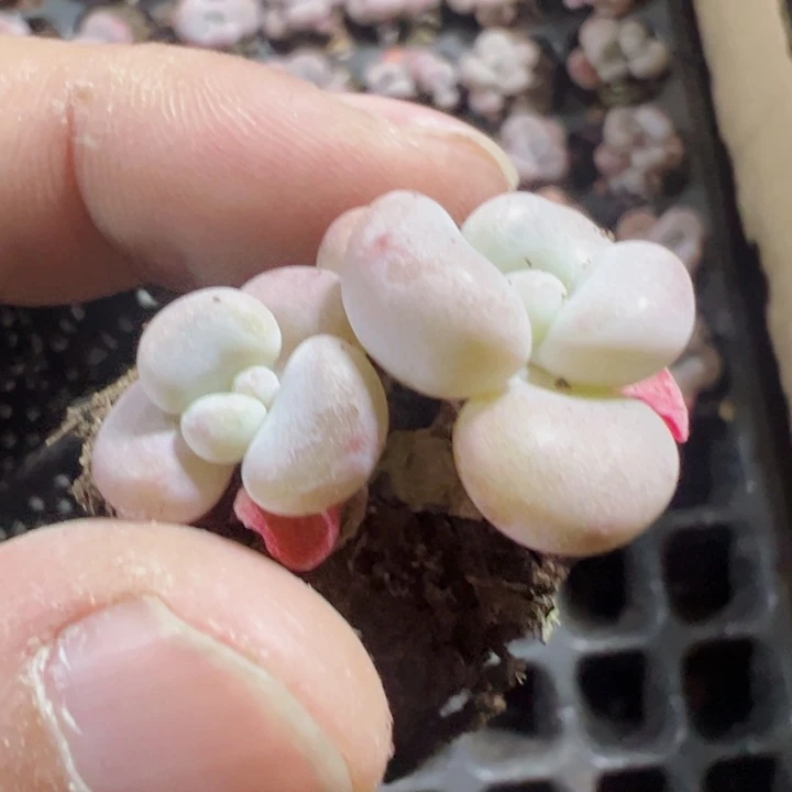 粉兔精品多肉植物大战僵尸