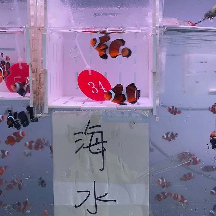 海水鱼精品公子礼服
