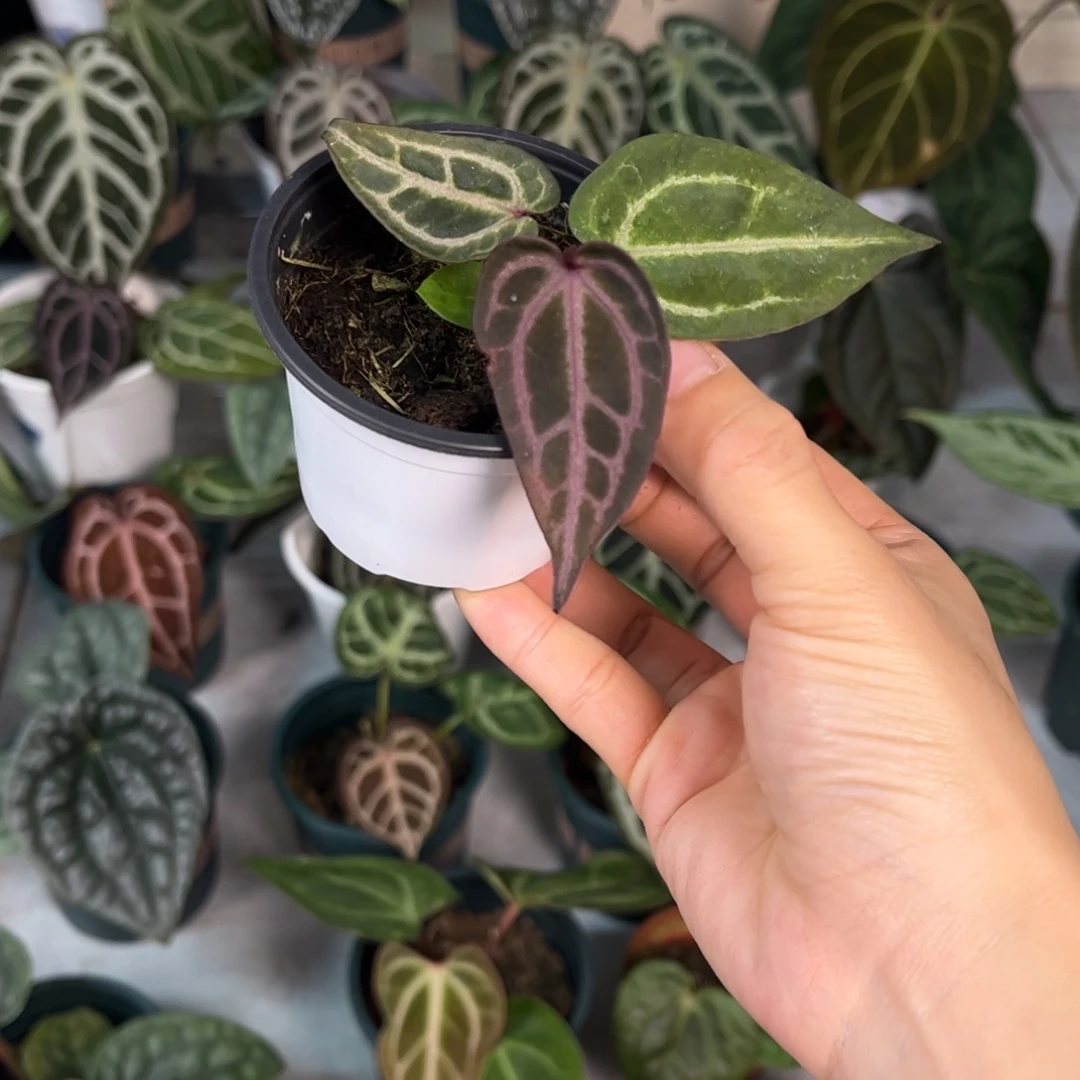 无花朵038 紫水晶