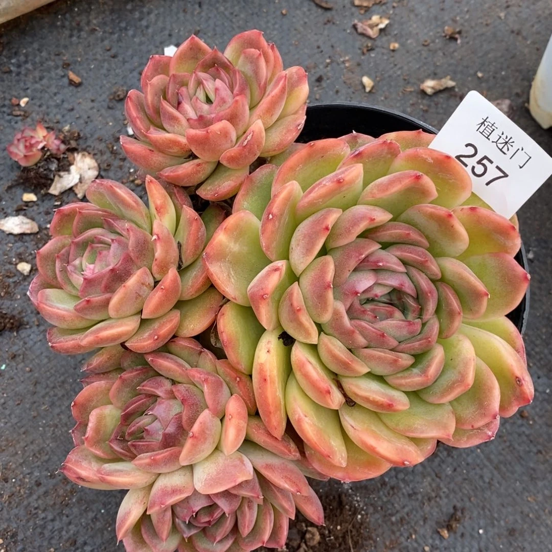 咖***辣杂交精品多肉257