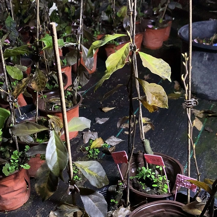 无花朵紫明月28.8