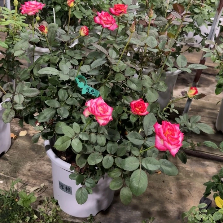 完全开放月季花精品月季花
