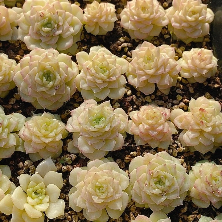 401 多肉植物盆栽花卉植物