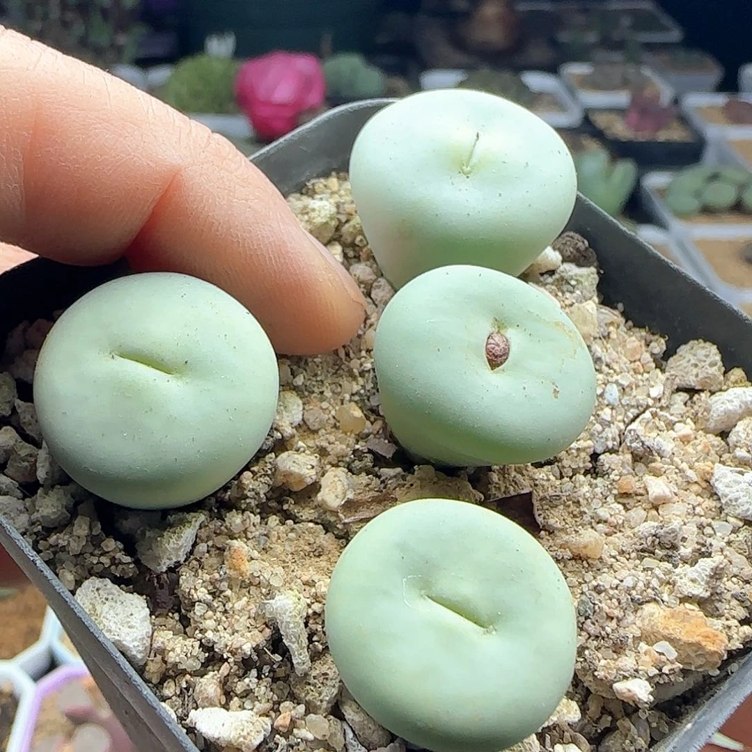 未***-年后脱土发货23549