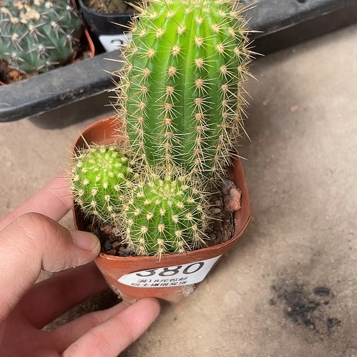 380毛花柱仙人球植物