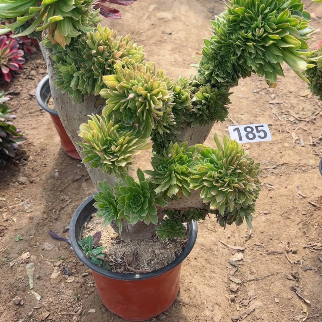 阿*185碧螺春缀化多肉植物