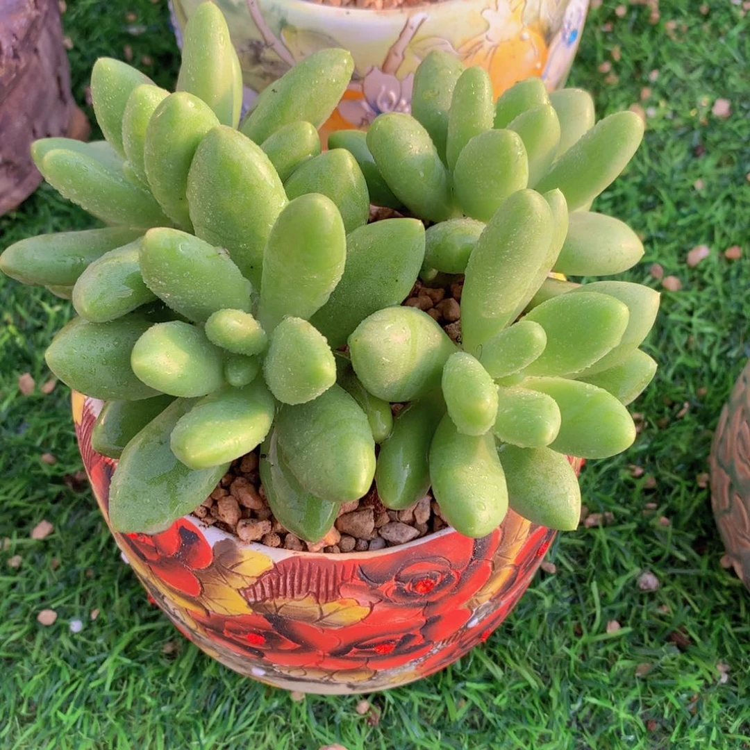 氢****发芒果奶4头寄养