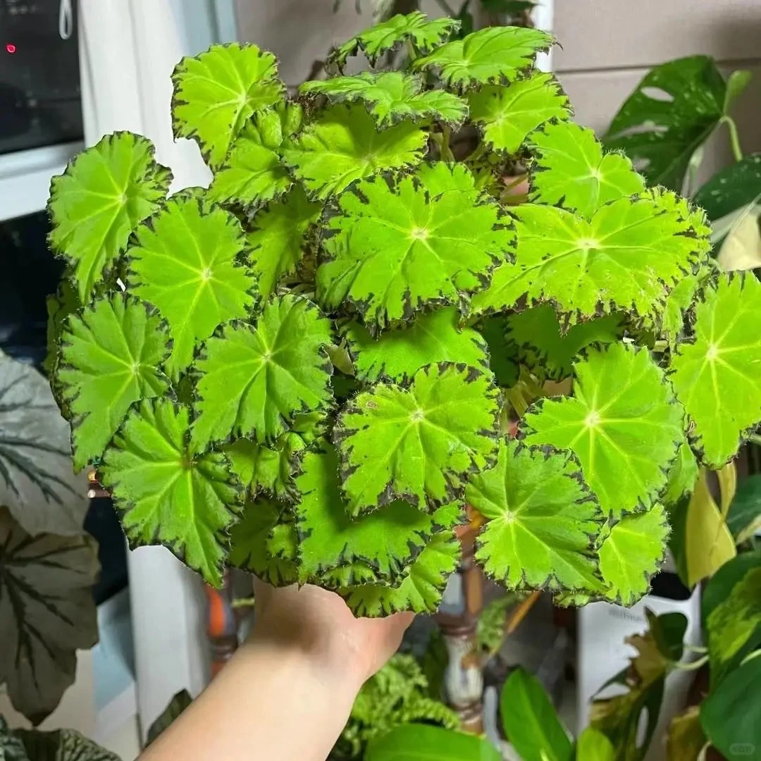 绿怪物秋海棠耐阴观叶植物室内盆栽造景绿植