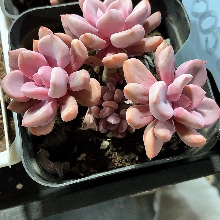 多肉植物丘比特6058