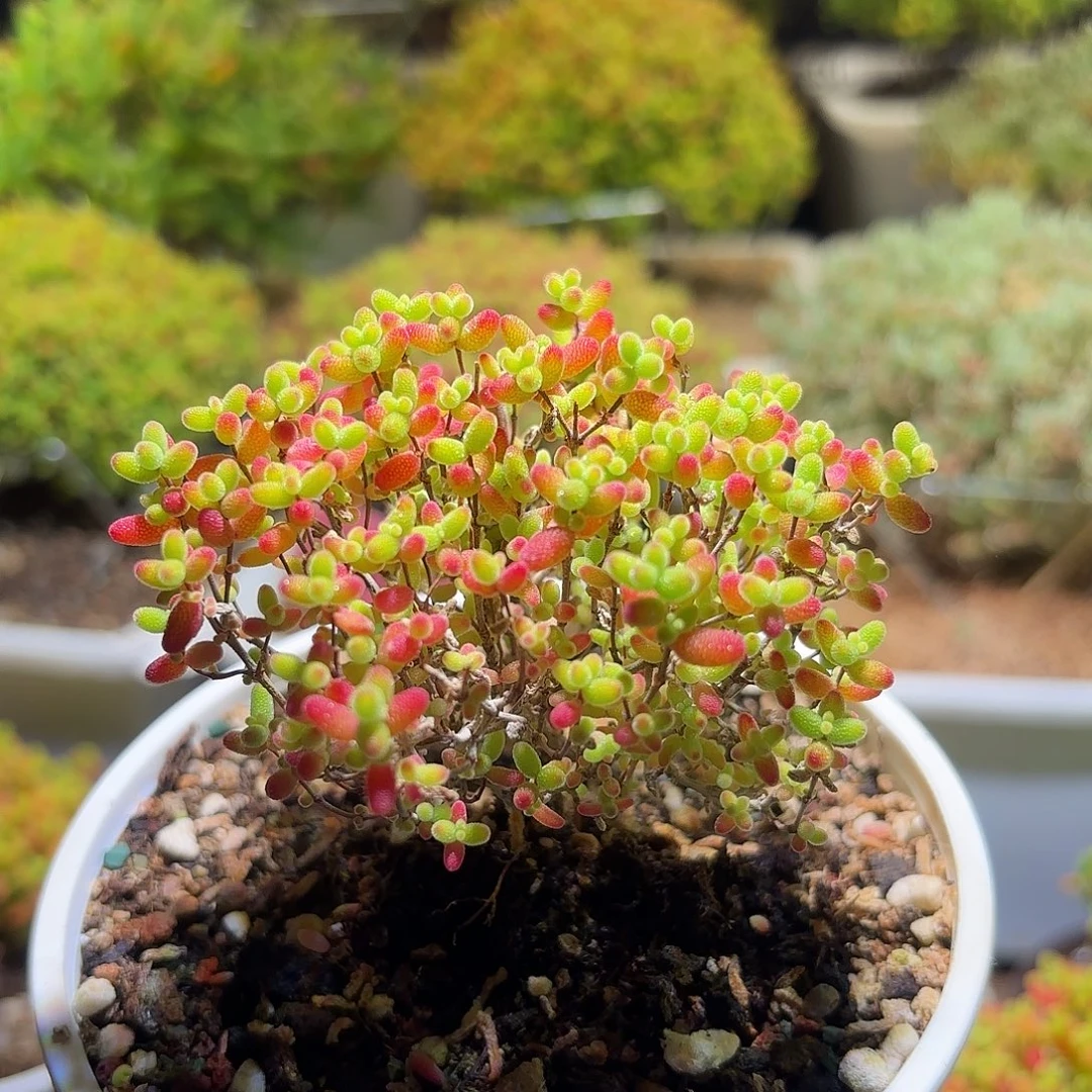 枝干番杏密橘糖球H708