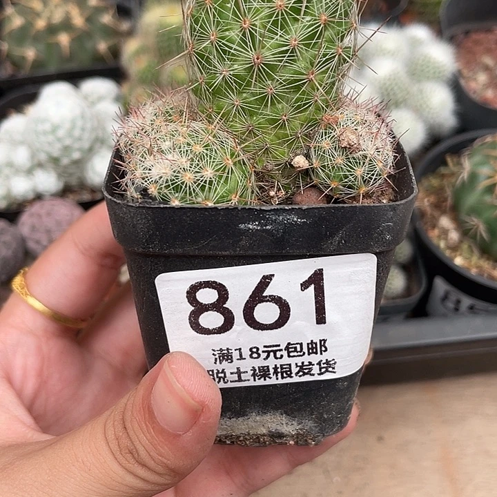 861紫霞 仙人球自根