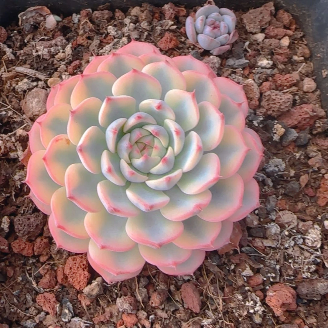 【闪购商品】姬莲锦两颗9.9