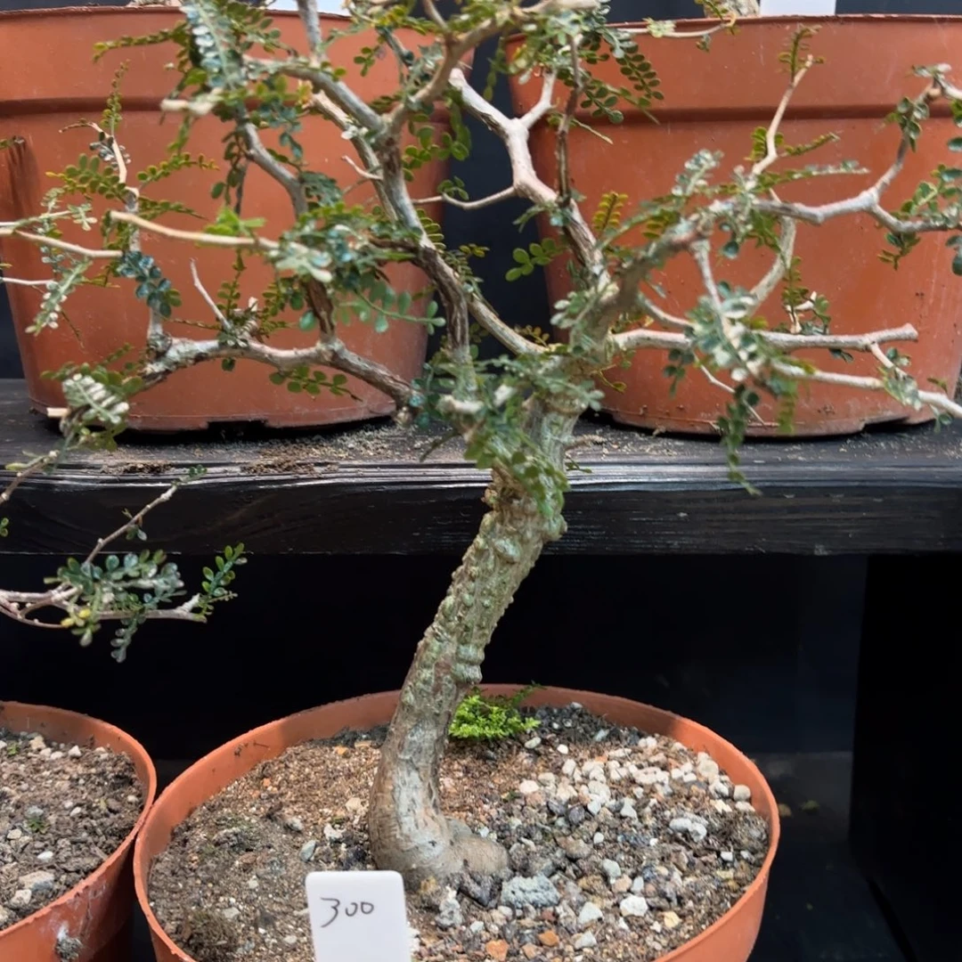 象足漆树44444444