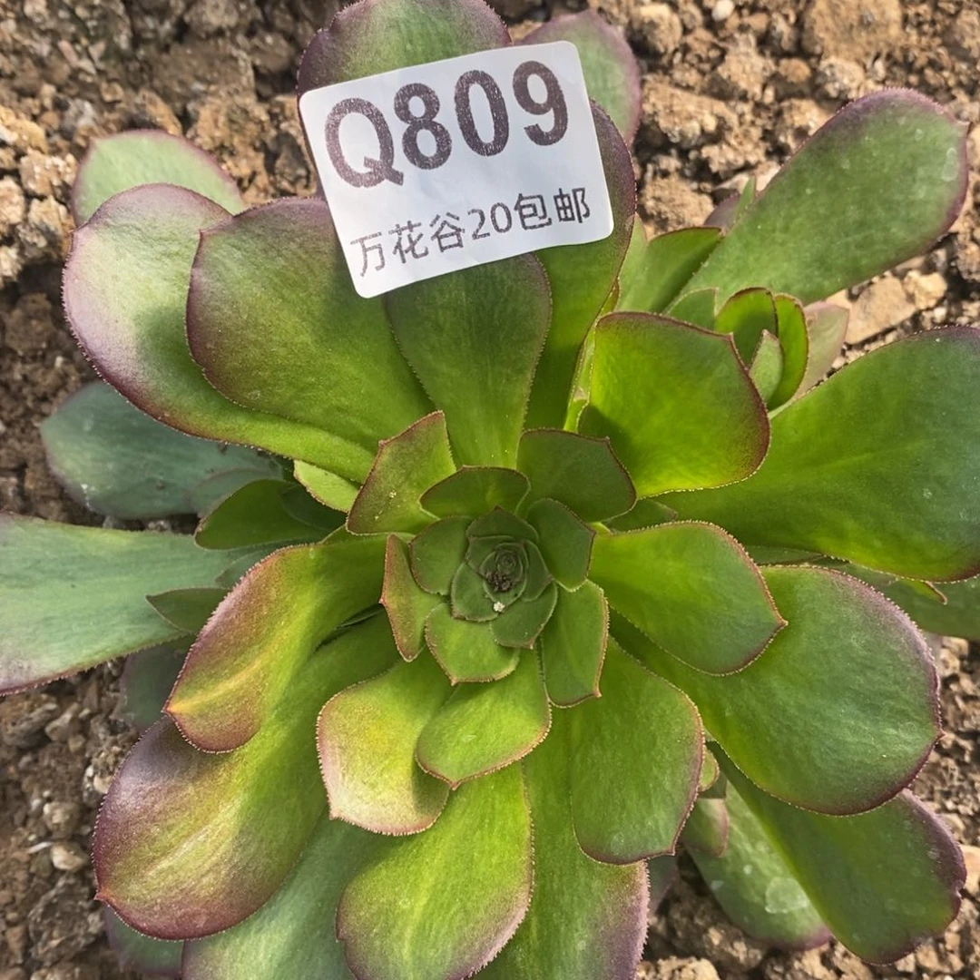 809绍修多肉植物