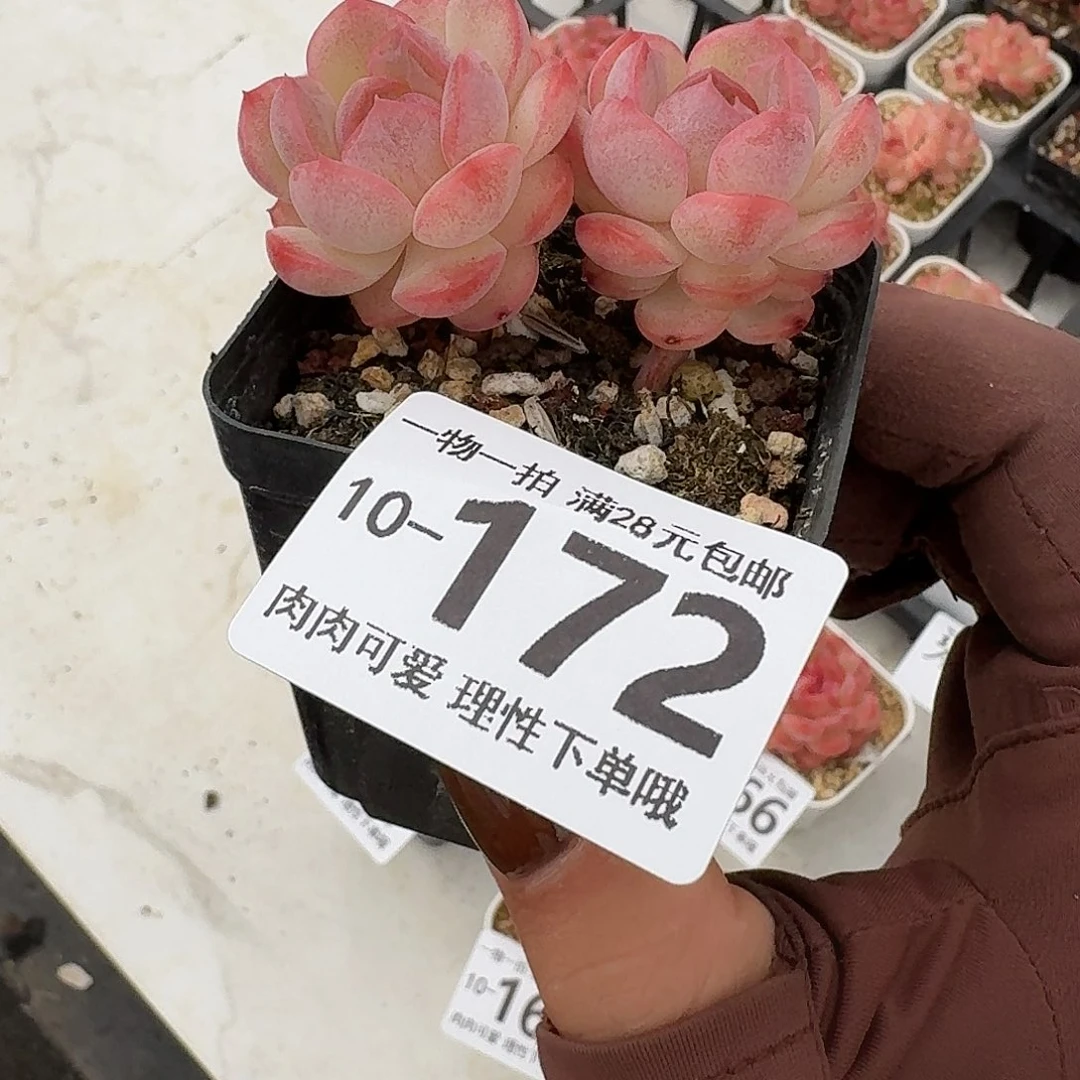 琴心无盆土发货无