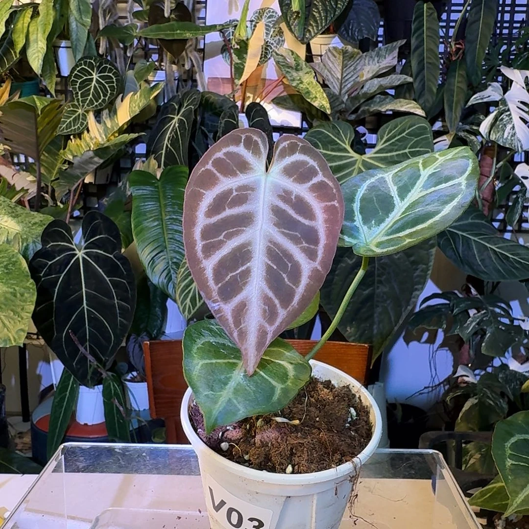 完全开放V16粉脉水晶杂极致撕裂纹