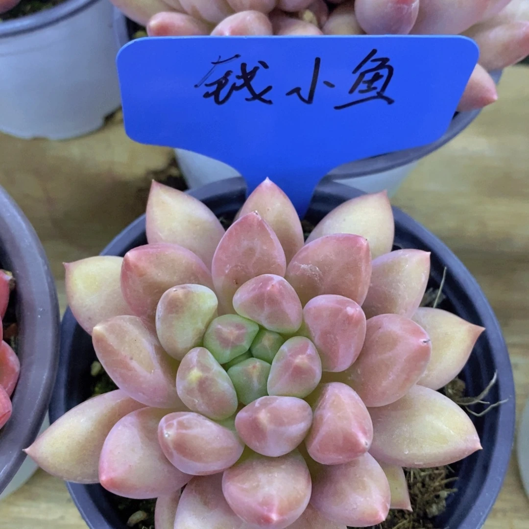 开心多肉，破价专场，今天不对比价格，