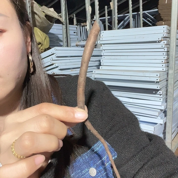 当前无花栽培后可以开花神的怀抱根