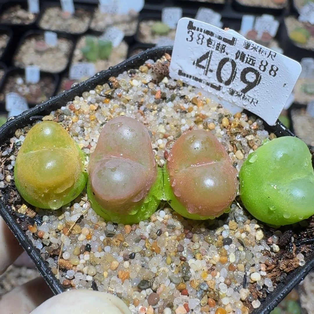 zzzz精品生石花409