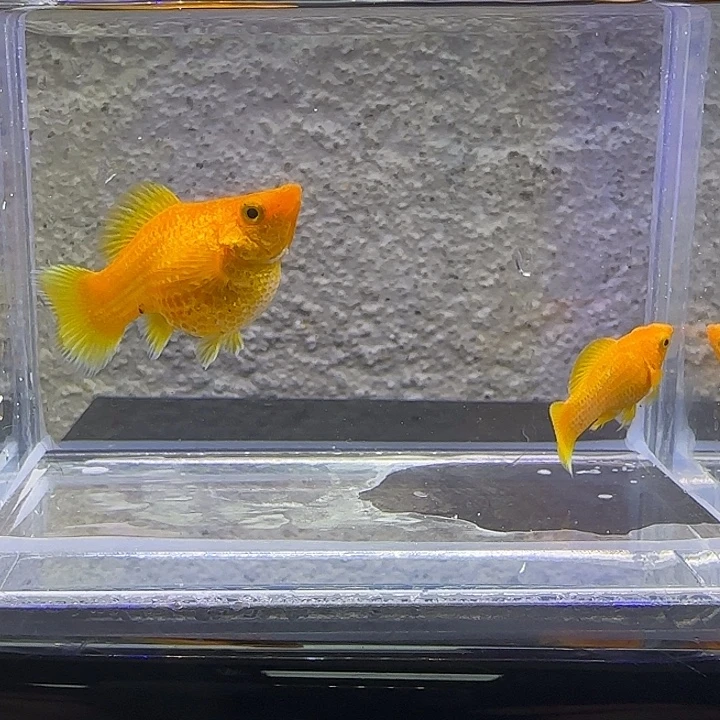 黑玛丽鱼黄金玛丽。64号