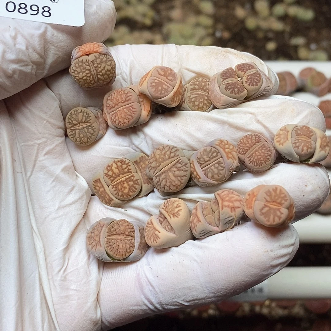 山*0898。零下拍保温。