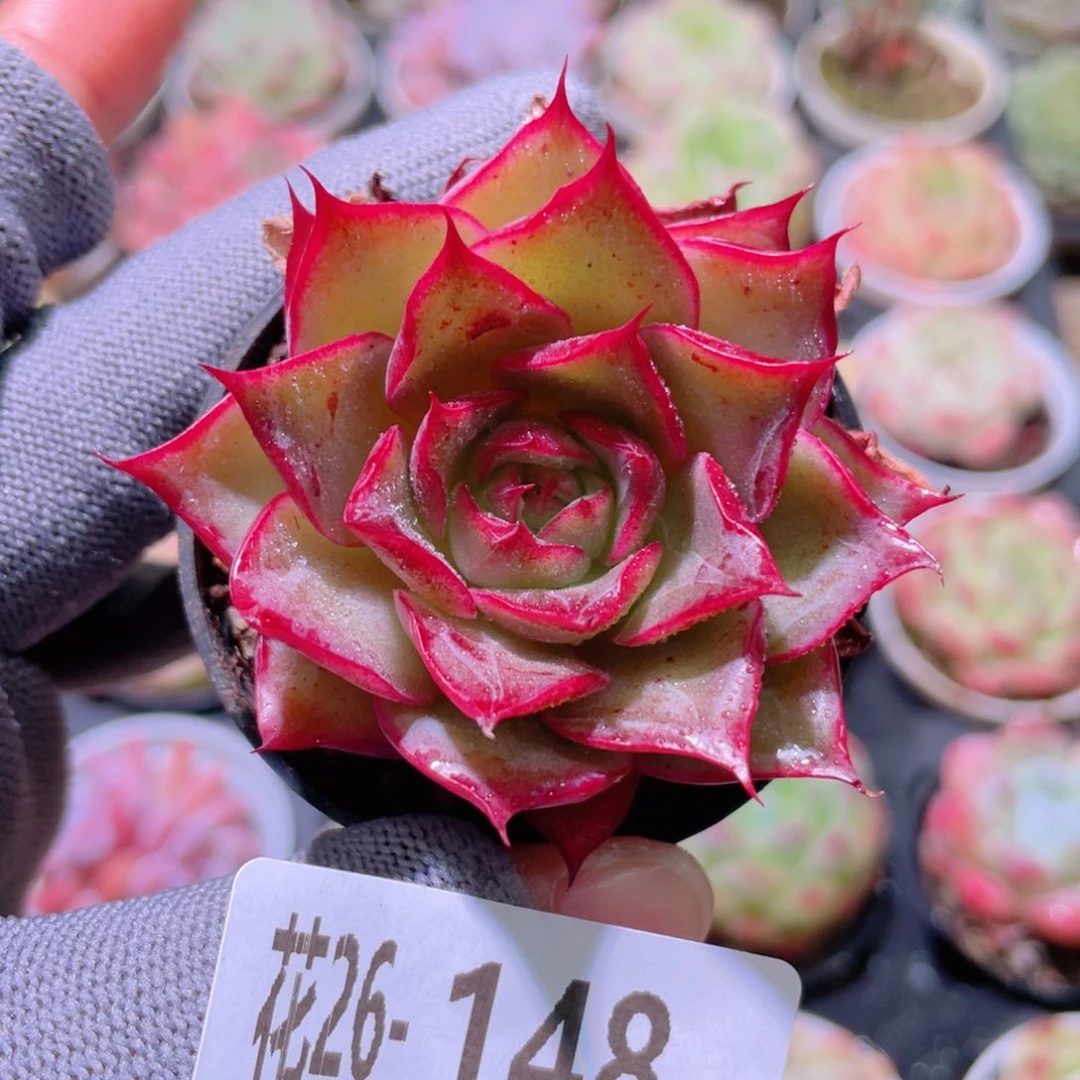 花利美26-148新品
