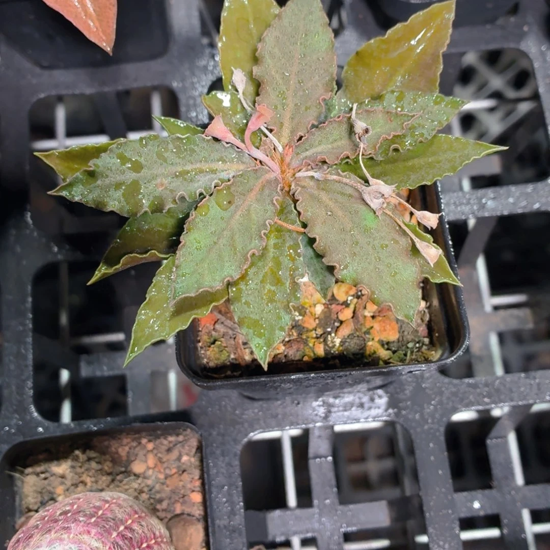 彩叶麒麟多肉9.9包邮发货