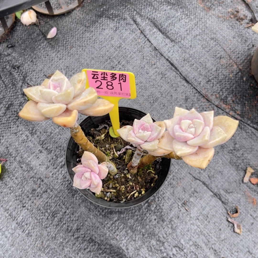云尘多肉一物一拍281，