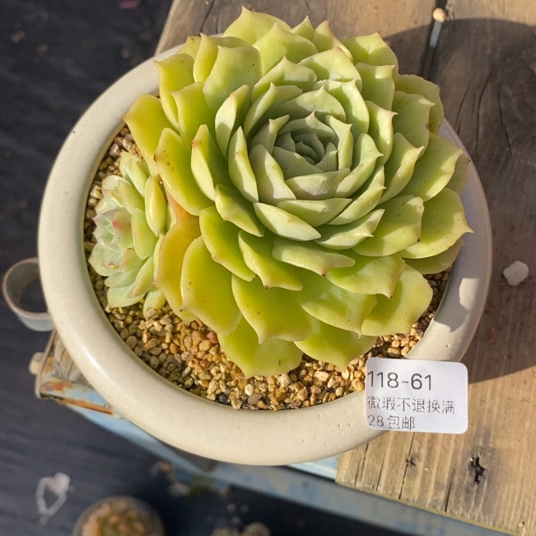 芝***糕61号多肉小可爱呀