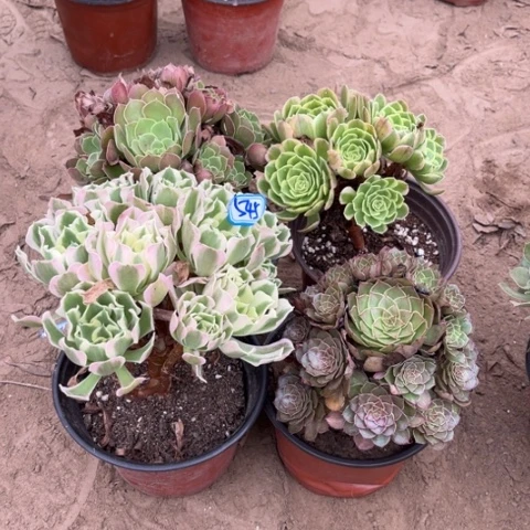 545多肉植物组合，