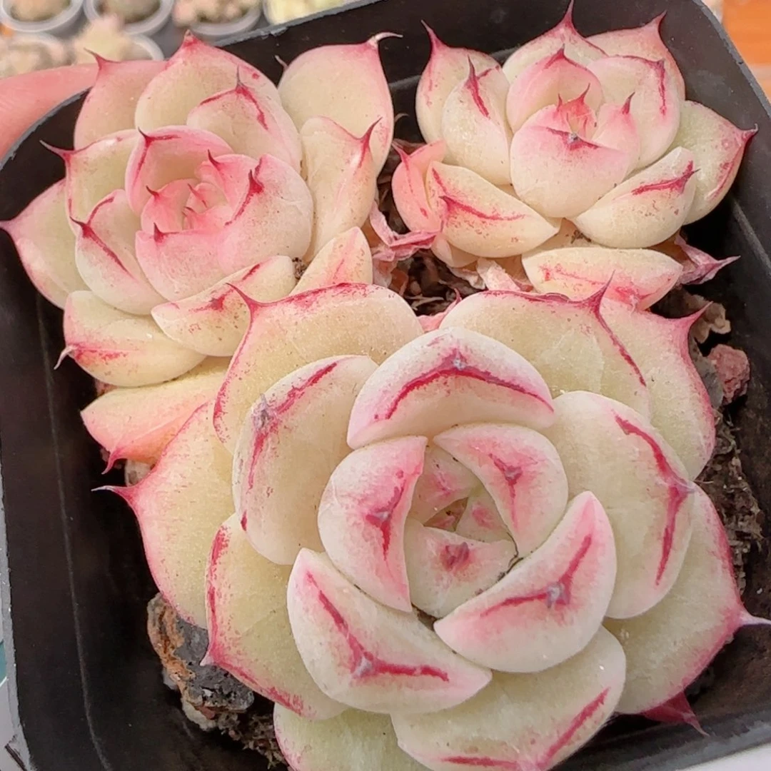 花语多肉1230-124魔仙散