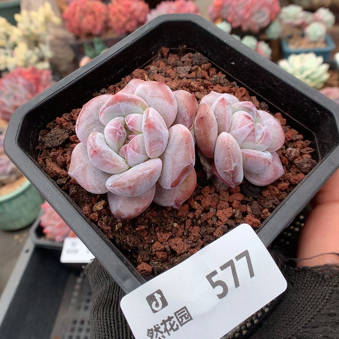 577星影多肉植物66666