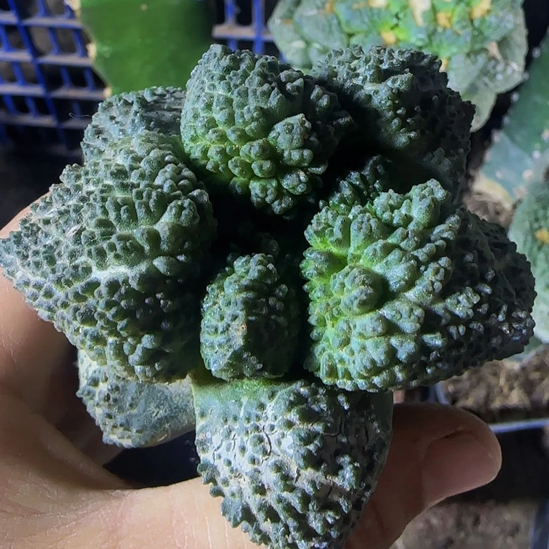 菜花牡丹752仙人球