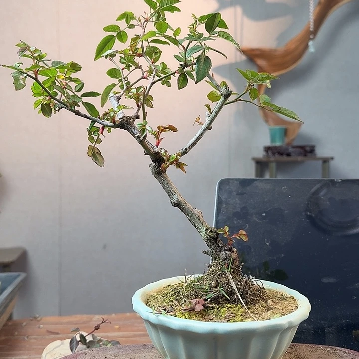 少量花朵（建议范围：2朵-5朵 或40%以下）