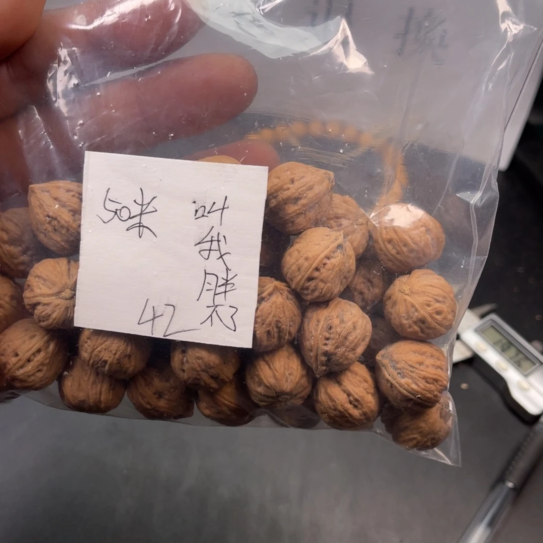 ****了野生小核桃42颗50米