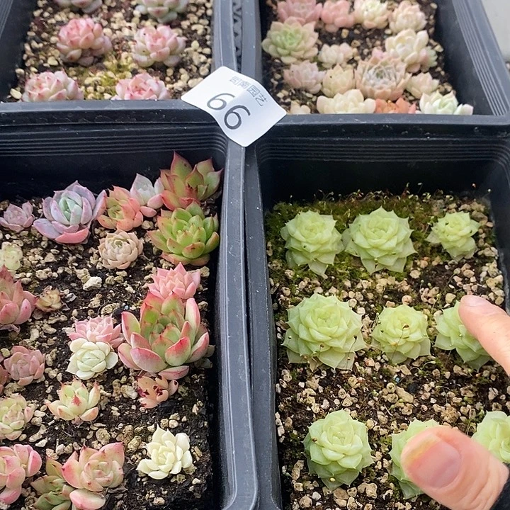 66 多肉植物盆栽花卉