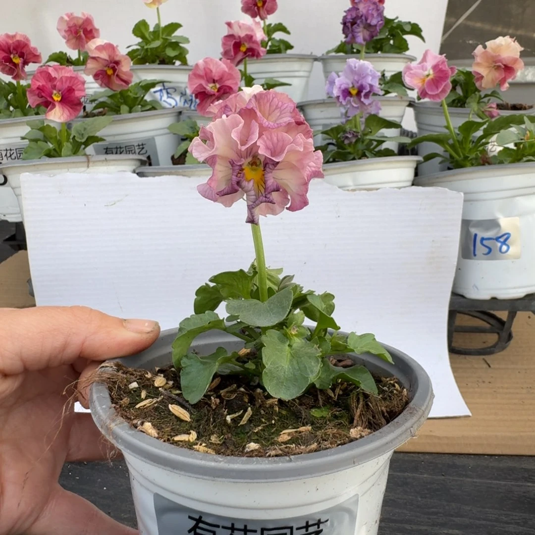 无花朵620号角堇